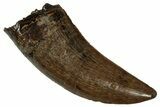 Serrated, Tyrannosaur (Nanotyrannus) Tooth - Montana #350369-1